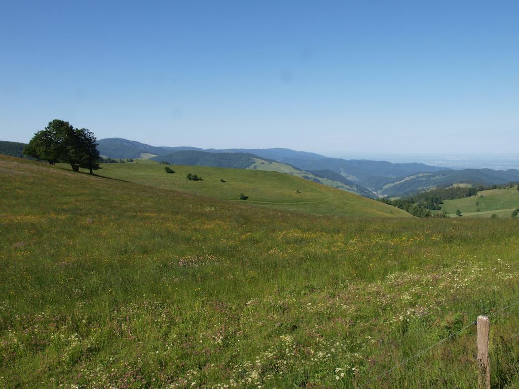 טודנאו Gruener Baum Naturparkhotel & Schwarzwald-Restaurant מראה חיצוני תמונה